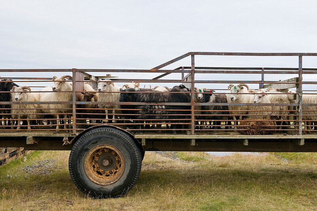 Flock of sheep near Hofn, Iceland, Scandinavia, Europe