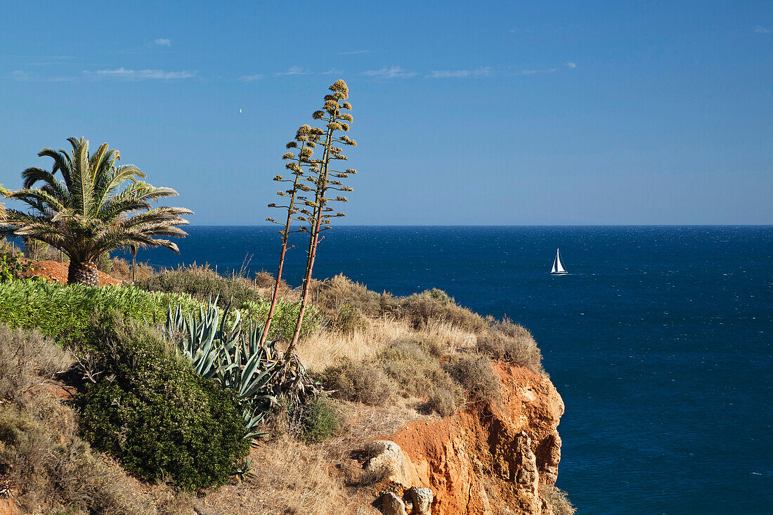 Klippe mit Palme und Agaven, Atlantik, Portugal, Europa