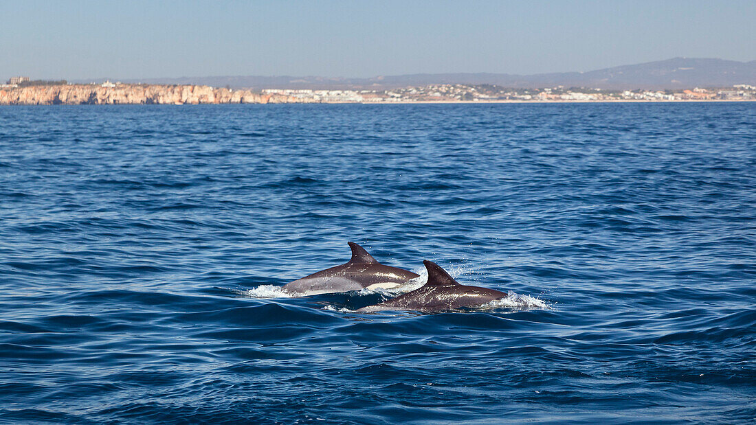 Gemeine Delfine im Atlantik vor der Algarve, Portugal