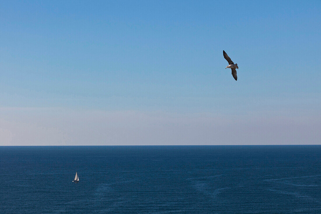 Möwe und Segelboot am Atlantischen Ozean, Biarritz, Côte Basque, Frankreich, Europa