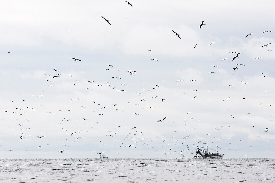Seevögel und Fischkutter im Pazifik, Salango, Manabi, Ecuador, Südamerika, Amerika