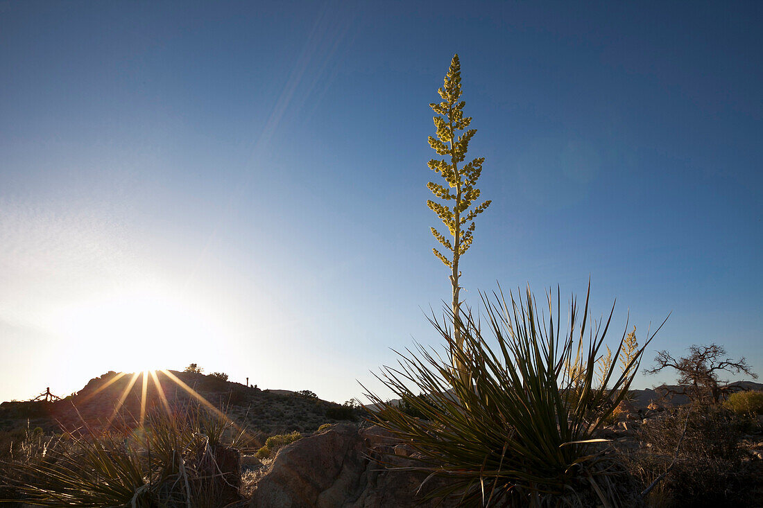 Desert plant Parry's Nolina at Joshua Tree National Park at sunset, Riverside County, California, USA, America