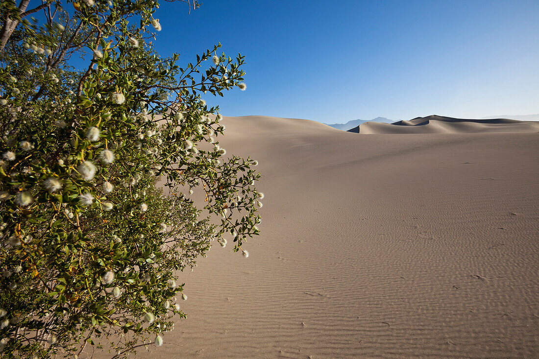 Blooming creosote bush, Mesquite Flat Sand Dunes, Death Valley National Park, California, USA, America