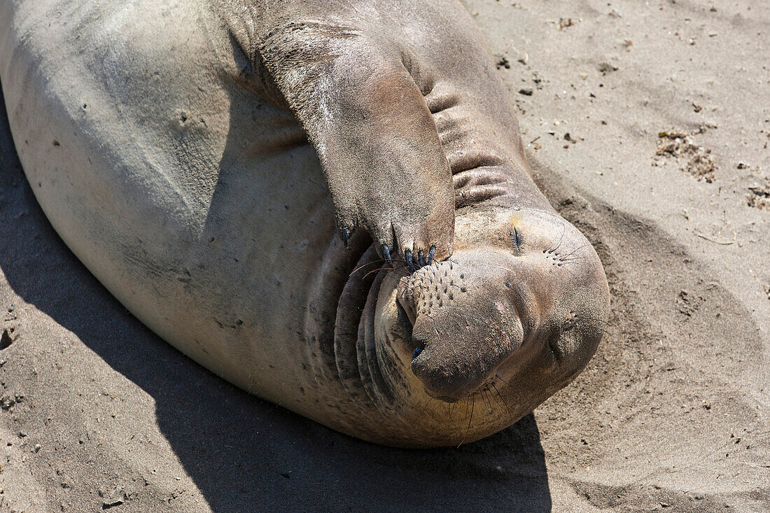 Elephant seal in Southern California, Big Sur Coast, California, USA, America
