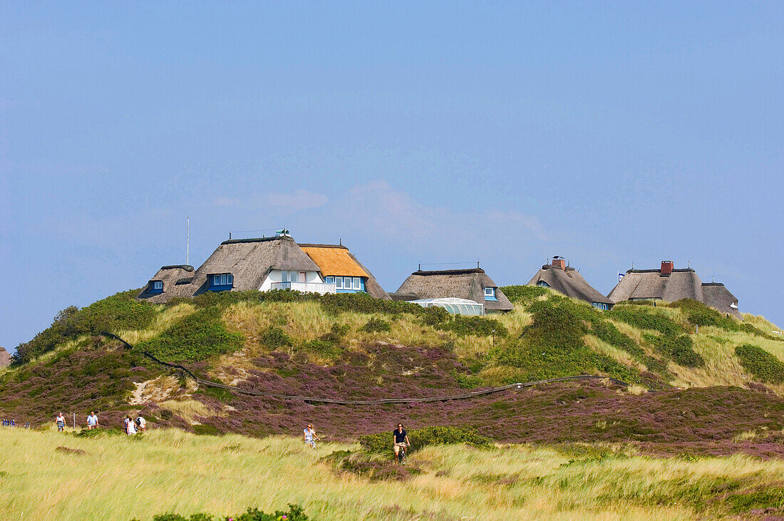 Friesian houses near List, List, Sylt, Schleswig-Holstein, Germany