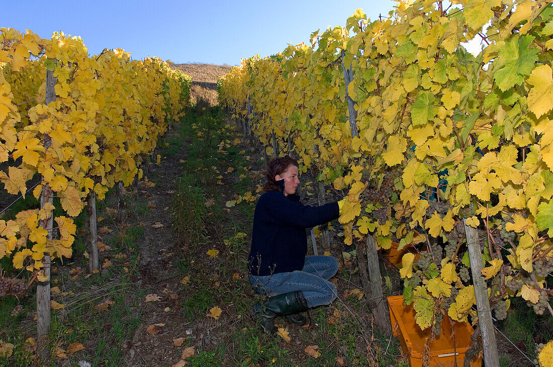 Weinlese im Ruwertal, Waldrach, Moselregion, Rheinland Pfalz, Deutschland