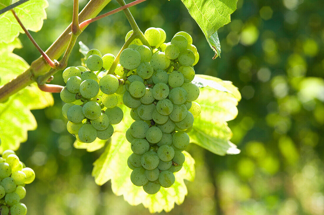 Mosel Riesling grapes, Rhineland Palatinate, Germany