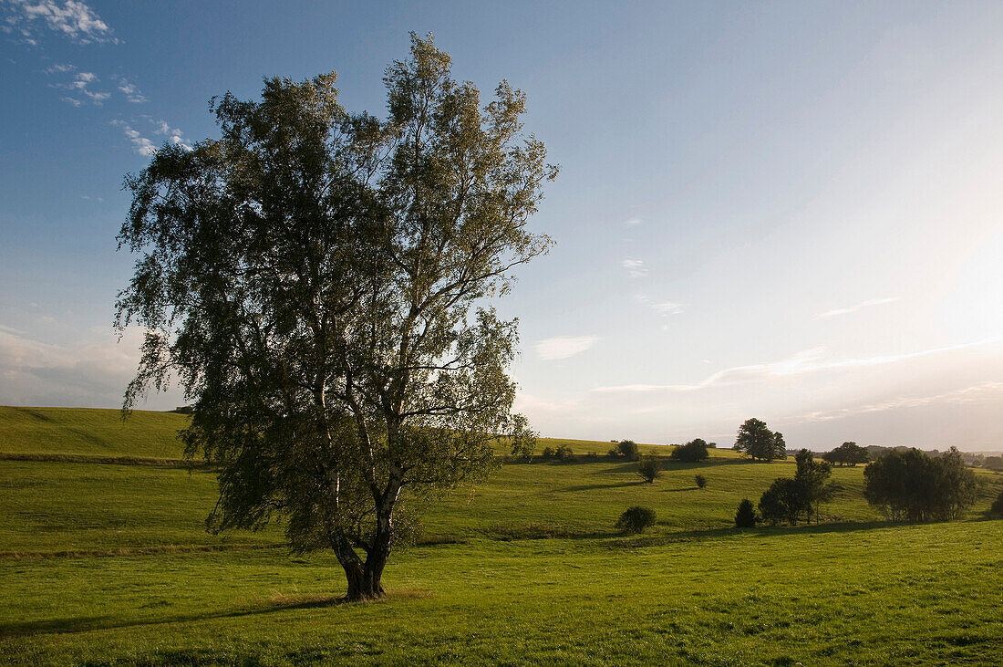 Wiesen und Bäume, Landschaft Unterharz, Harz, Sachsen-Anhalt, Deutschland