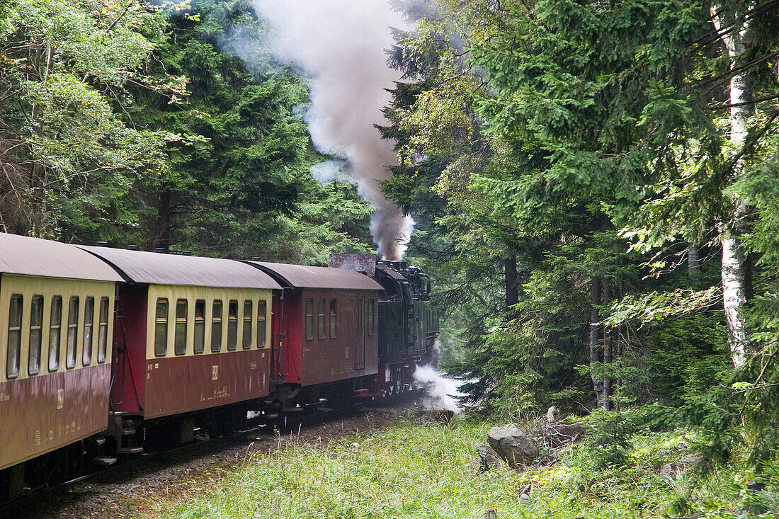 Wald, Brockenbahn, Dampfeisenbahn, HSB Harzer Schmalspurbahnen, Schierke, Harz, Sachsen-Anhalt, Deutschland