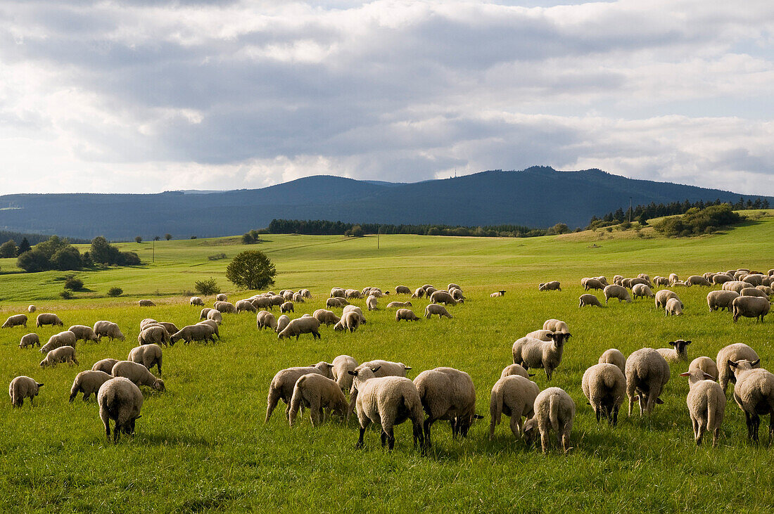 Harz landscape with sheep herd, Brocken in background, Harz, Saxony-Anhalt, Germany