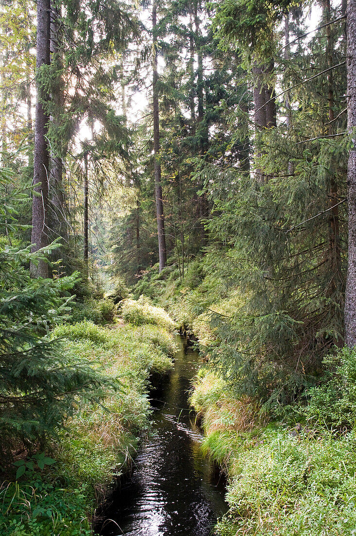 Ditch Rehberger Graben, Oderteich, UNESCO World heritage site, Clausthal-Zellerfeld, Harz, Lower Saxony, Germany