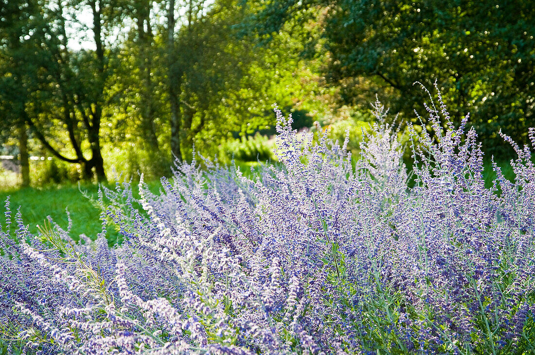 Herb garden, Altenau, Harz, Lower Saxony, Germany