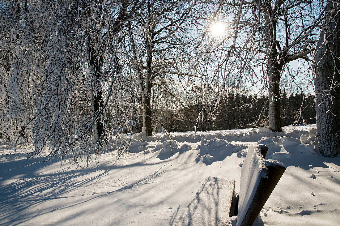 Bench in a park, tree with frost, winter landscape, Harz, Lower-Saxony, Germany