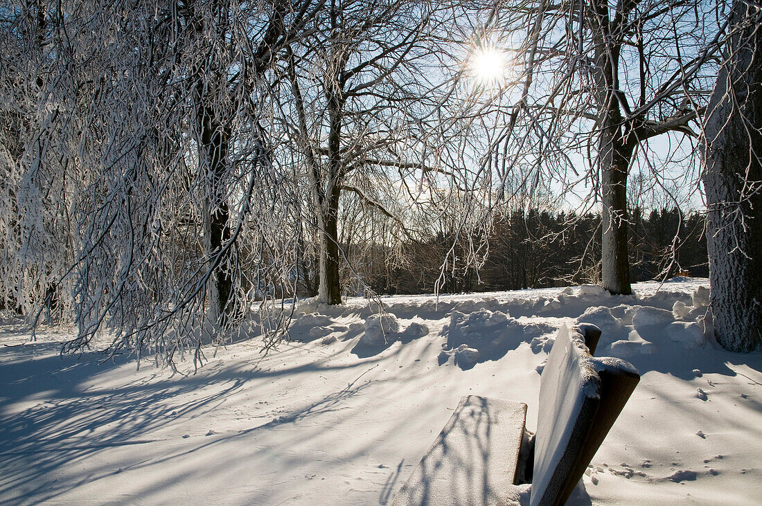 Sitzbank im Park, Baum mit Raureif, Winterlandschaft, Harz, Niedersachsen, Deutschland