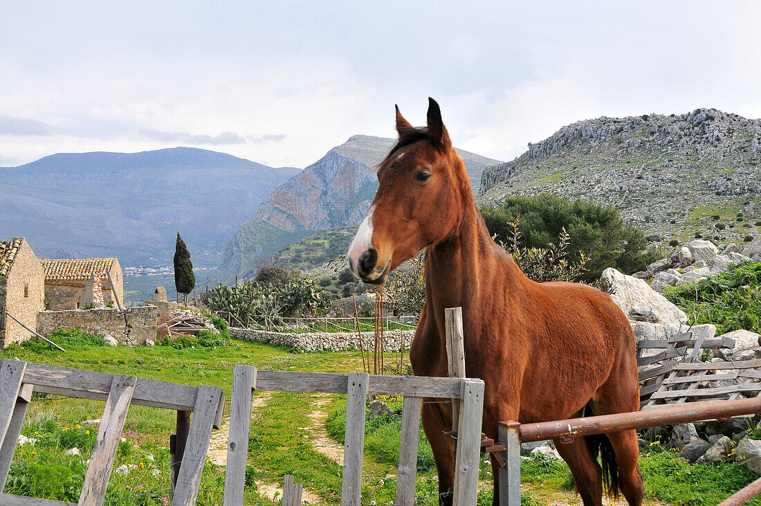 Am Monte Cofano, Monte Cofano, Trapani, Sizilien, Italien