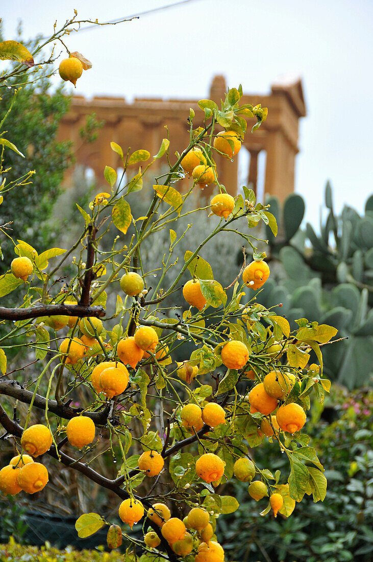 Zitronen am Concordia-Tempel im Tal der Tempel, Agrigento, Provinz Agrigent, Südküste, Sizilien, Italien