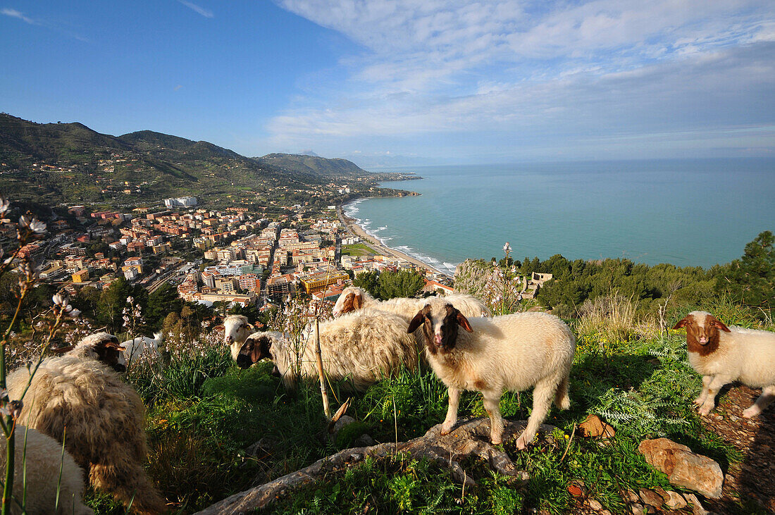 Schäfe mit der Stadt und Bucht im Hintergrund, auf dem Rocca di Cefalu, Cefalu, Nordküste, Sizilien, Italien