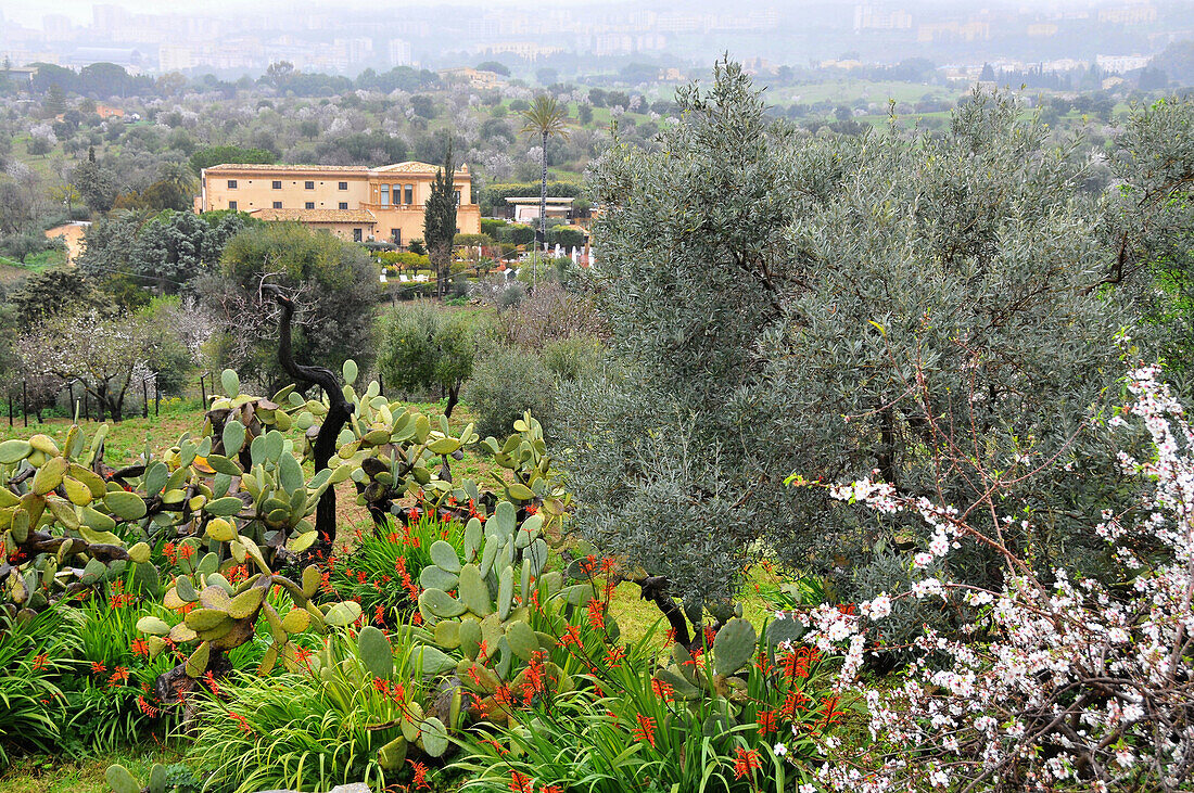 Mandelblüte  im Tal der Tempel, Agrigento, Provinz Agrigent, Südküste, Sizilien, Italien