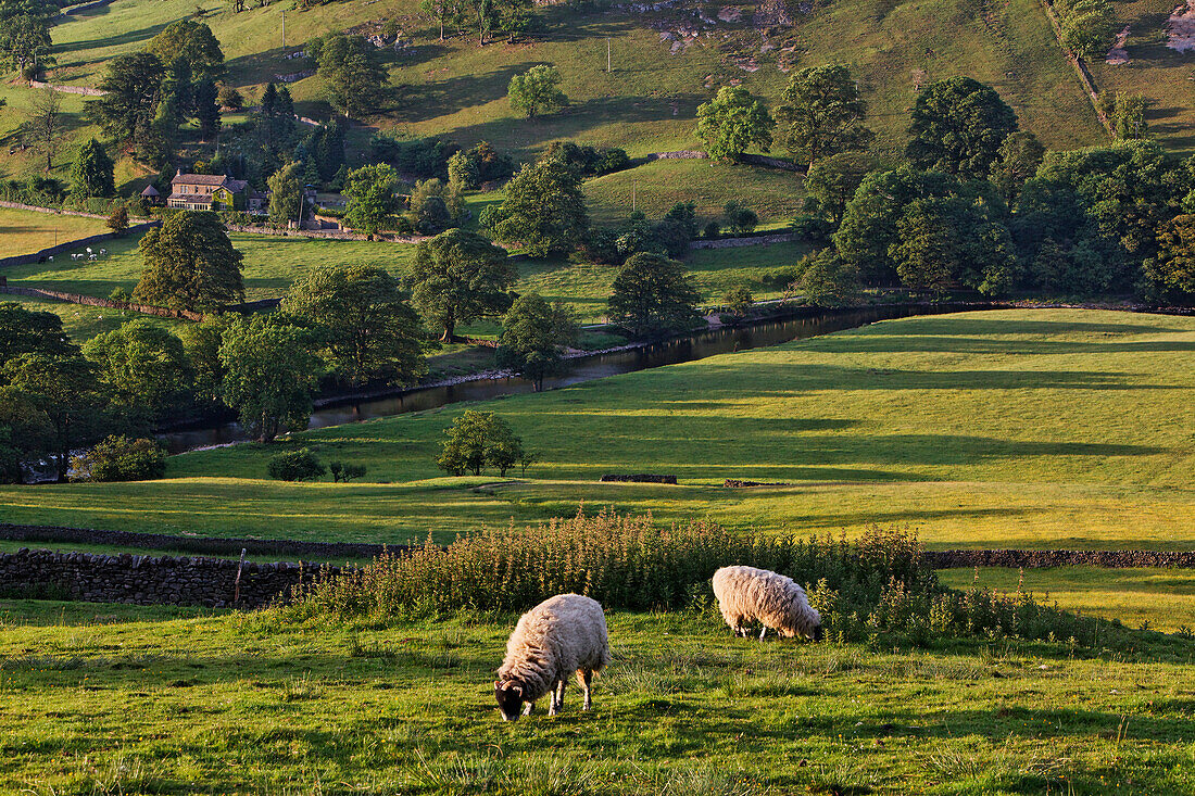 Schafe auf der Weide, Hartlington, Yorkshire Dales Nationalpark, Yorkshire Dales, Yorkshire, England, Großbritannien, Europa