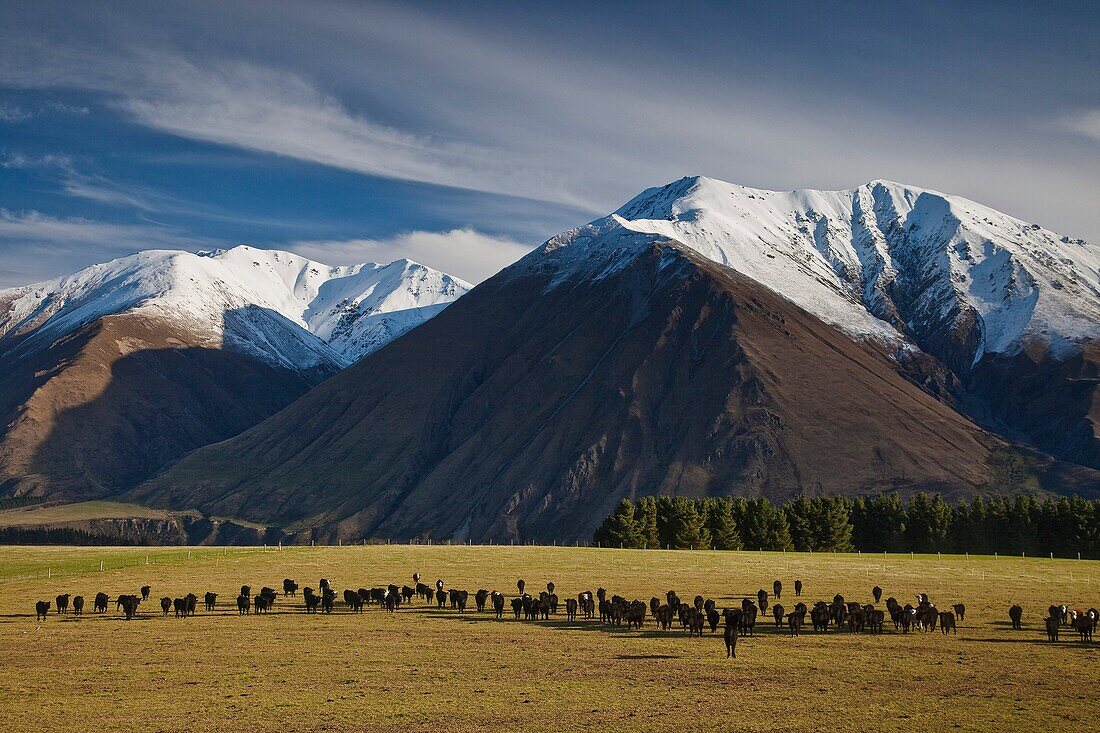 Beef cattle calves grazing, Rakaia River valley, early winter, Canterbury high country