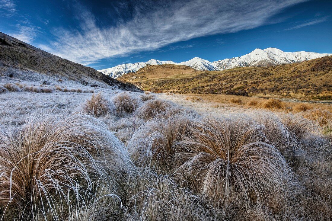 Tussock grass covered in frost, Torlesse range behind, Castle hill basin, Canterbury high country