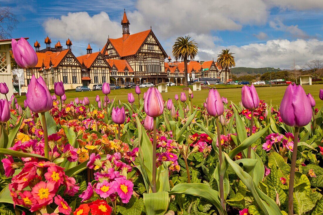Spring tulips, Rotorua Museum, Government gardens, Rotorua.
