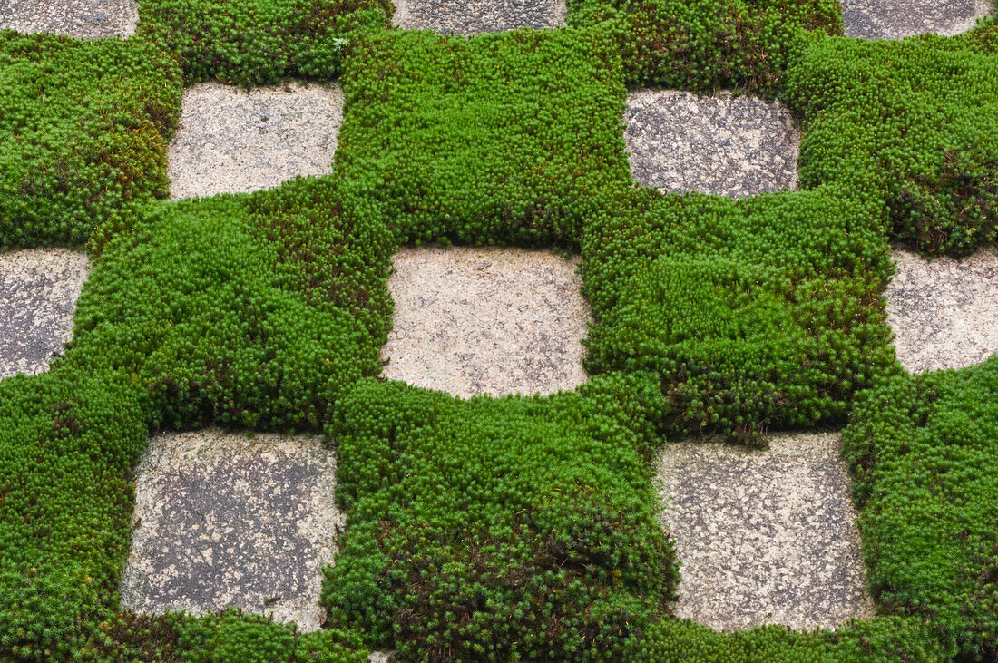 Moss and Stepping Stones, Kyoto, Japan