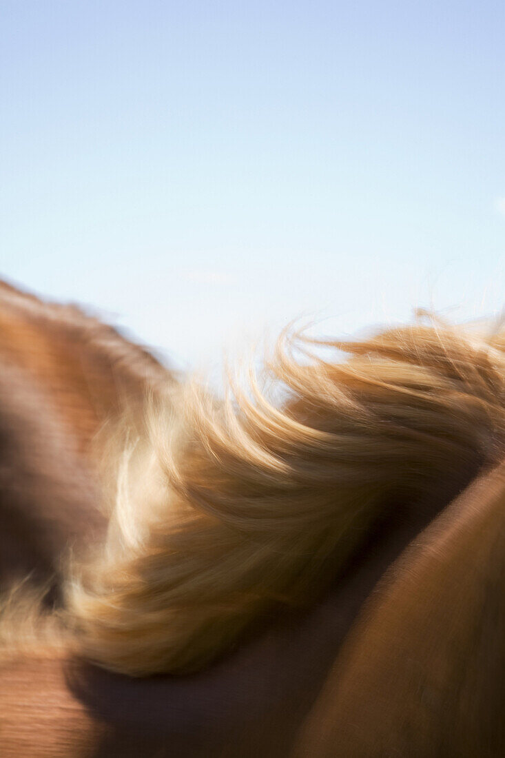 Horse's Mane Blowing in Wind, Abstract