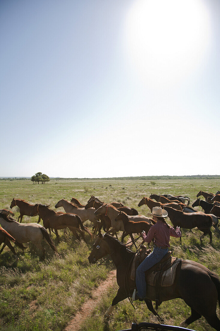 Woman on Horseback With a Herd of Horses, Texas, USA