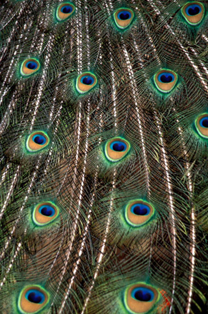 Peacock Feathers, Close-Up