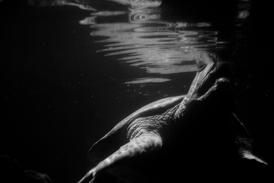 Sea Turtle Underwater