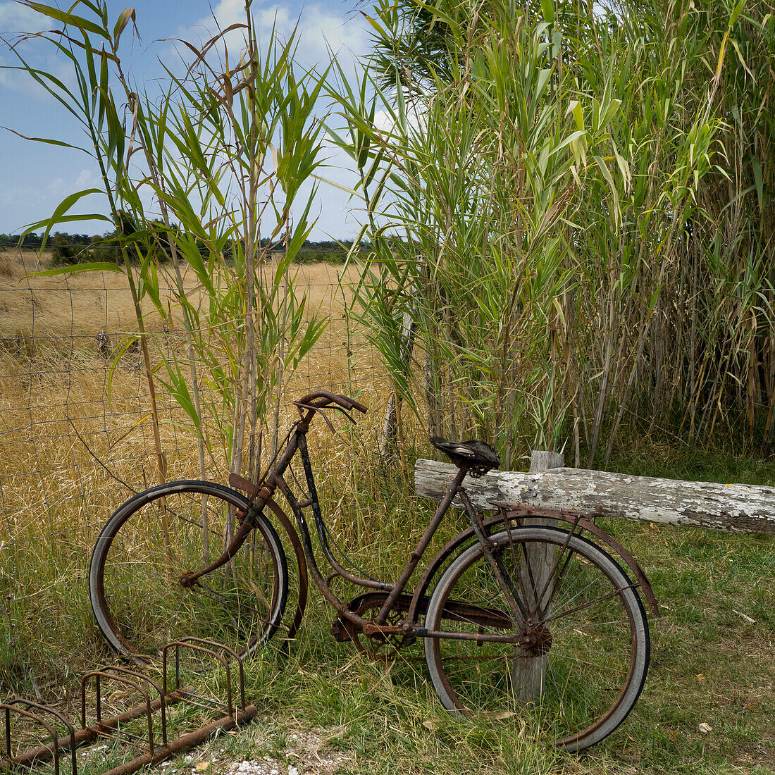 Old Rusted Bicycle Leaning Against Trees, Ille de Ré, France