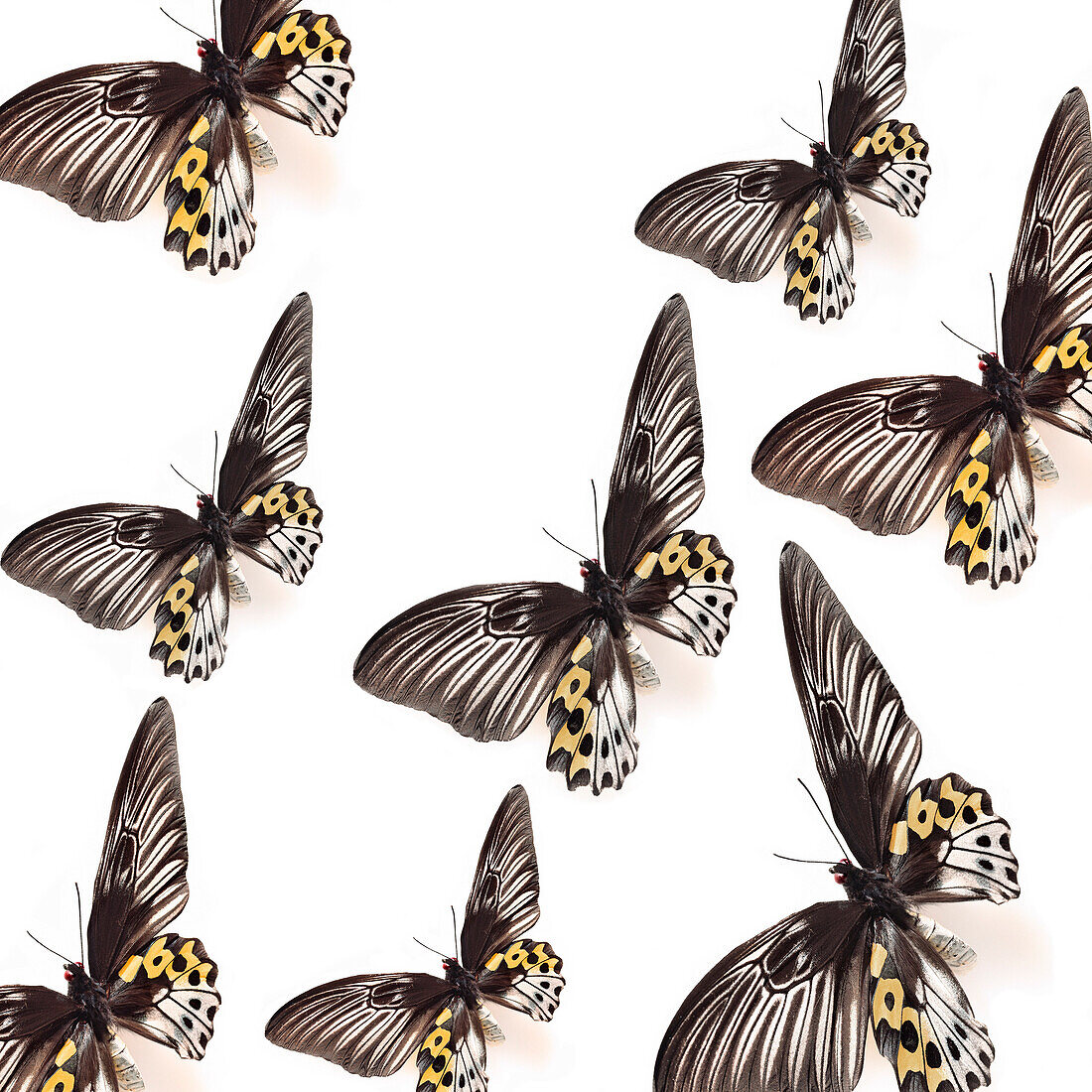 Group of Butterflies