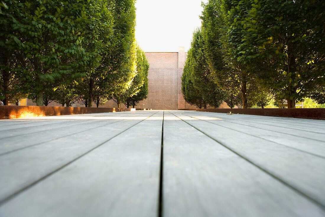 Walkway Between Two Rows of Trees