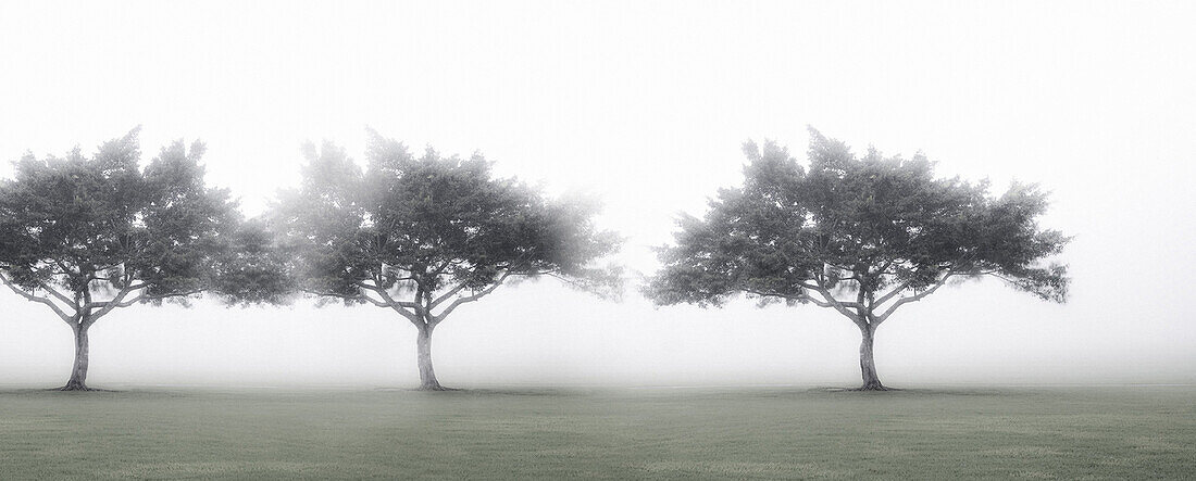 Three Trees in Fog, Lania, Hawaii, USA