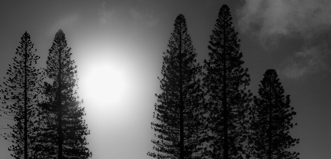 Sunrise Between Tall Trees