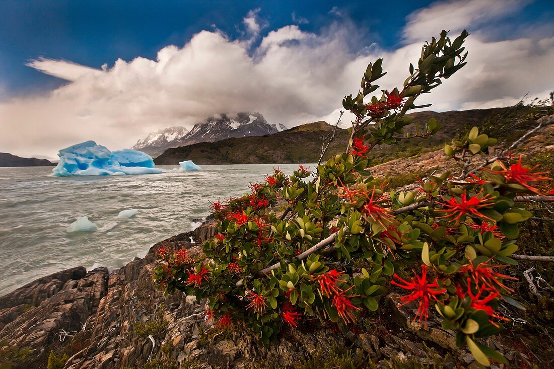 Firebush or notro Embothrium coccincum and blue iceberg, Lago Grey, Parque Nacional Torres del Paine, Patagonia, Chile.