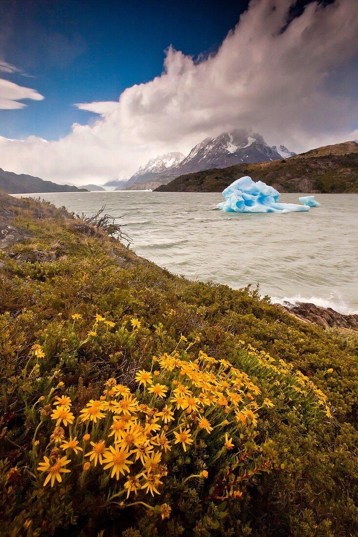 Daisies and blue iceberg, rain squalls on Lago Grey, Parque Nacional Torres del Paine, Patagonia, Chile