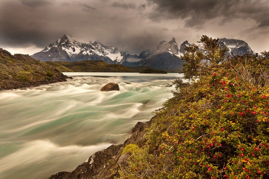 Rainstorm engulfs Cuernos del Paine peaks, Lago Pehoe rapids, ´Seven shirts - siete camisas colorado´ in flower Escallonia rubra, Parque Nacional Torres del Paine, Patagonia, Chile