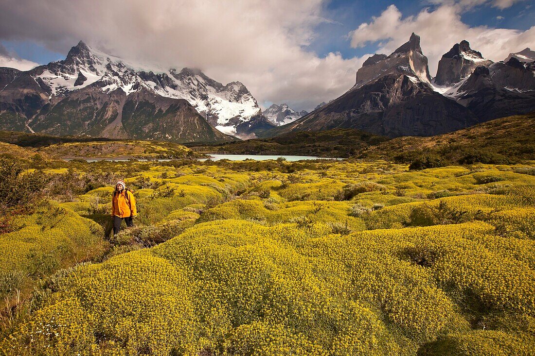 Cuernos del Paine peaks, trekker walks on trail beside thorny ´matabarrosa´  Mulinum spinosum in flower, Parque Nacional Torres del Paine, Patagonia, Chile