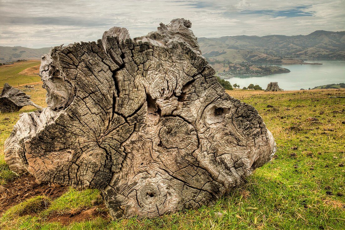 Totora stump, Akaroa harbour beyond, Banks Peninsula was once covered in forest, cut down by early settlers, Canterbury
