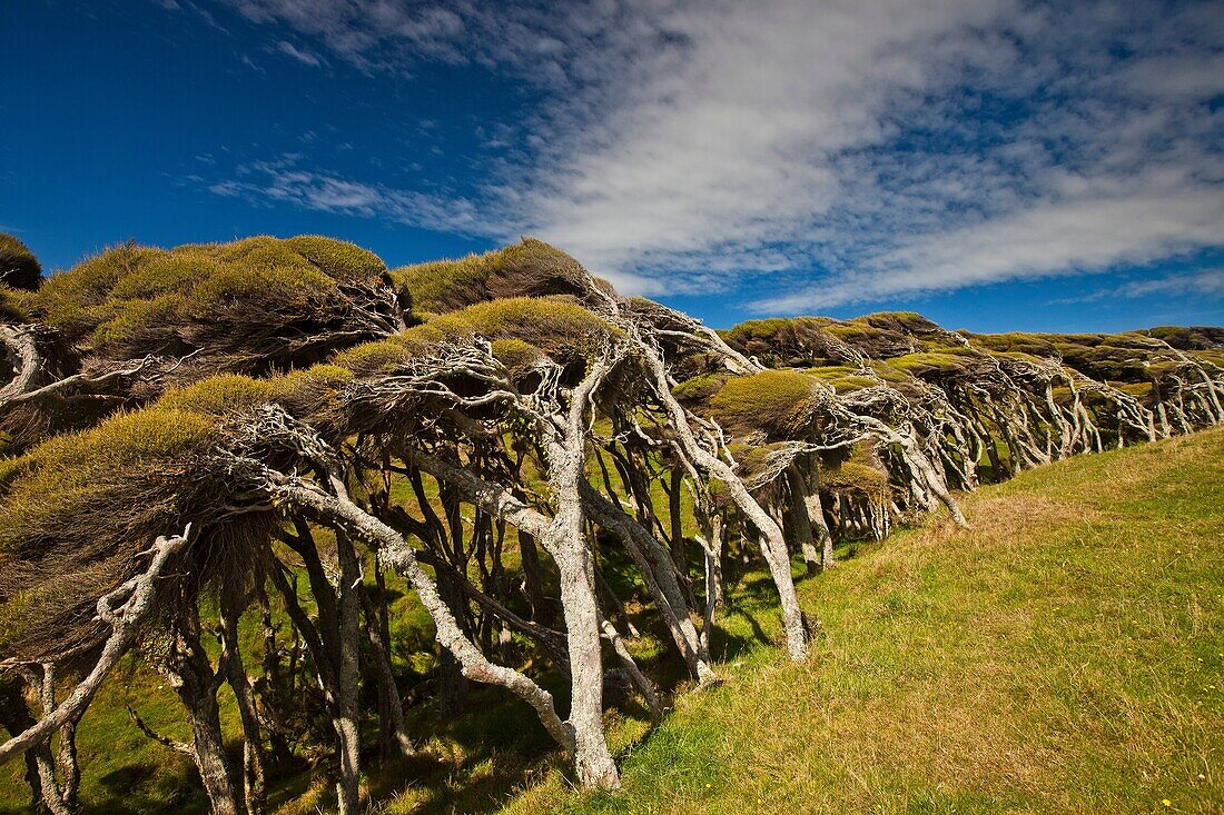 Wind shaped Kanuka, Kunzea ericoides, Puponga Farm Park track, coastal vegetation near Wharariki beach, Golden Bay