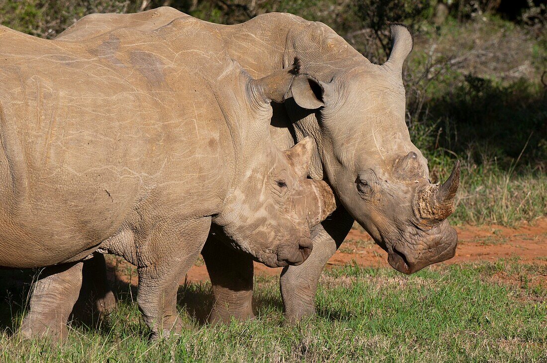 White Rhinoceros Caratotherium simum, Kariega Game Reserve, South Africa