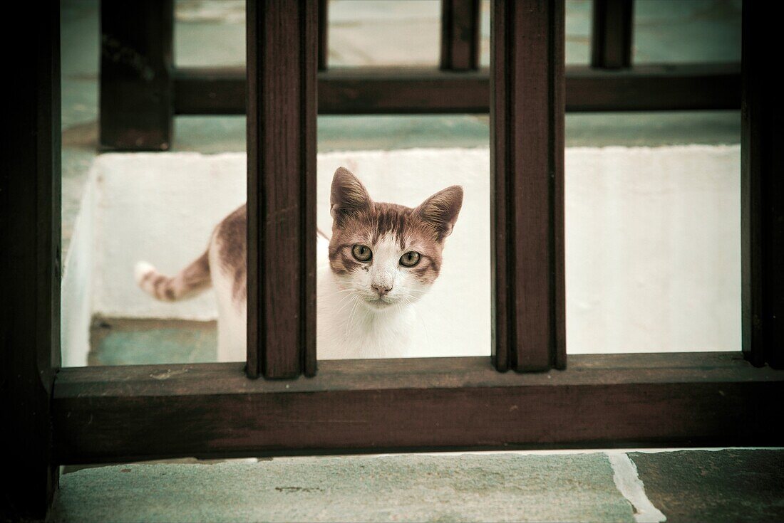 Cat  Island of Folegandros, Cyclades, Greece