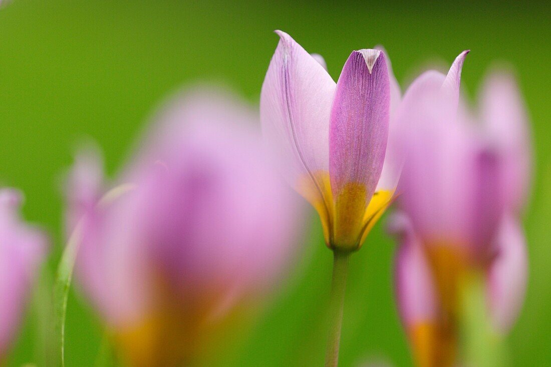 Tulipa pulchella humilis