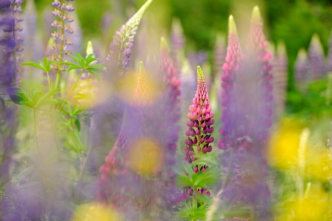 Lupines and buttercups