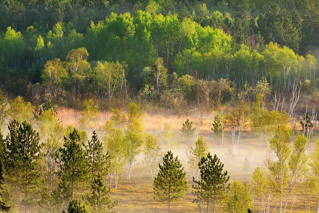 Spring trees in a misty valley at dawn. Ontario. Canada.