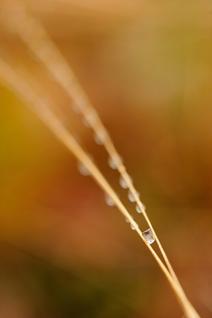 Alt, Amerika, Ansicht, Beugen, Biologie, Botanik, Botanisch, Braun, Copy space, Detail, Dusche, Einfach, Einheimische Arten, Einstellung, elegant, Empfindlich, Fallen, Farbe, Farben, Feld, Flora, Flüchtig, Fokus, friedlichen, Gedämpft, Gelassenheit, Gras,