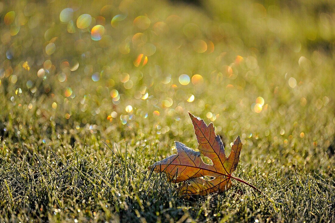 Frost refractions and leaves on lawn