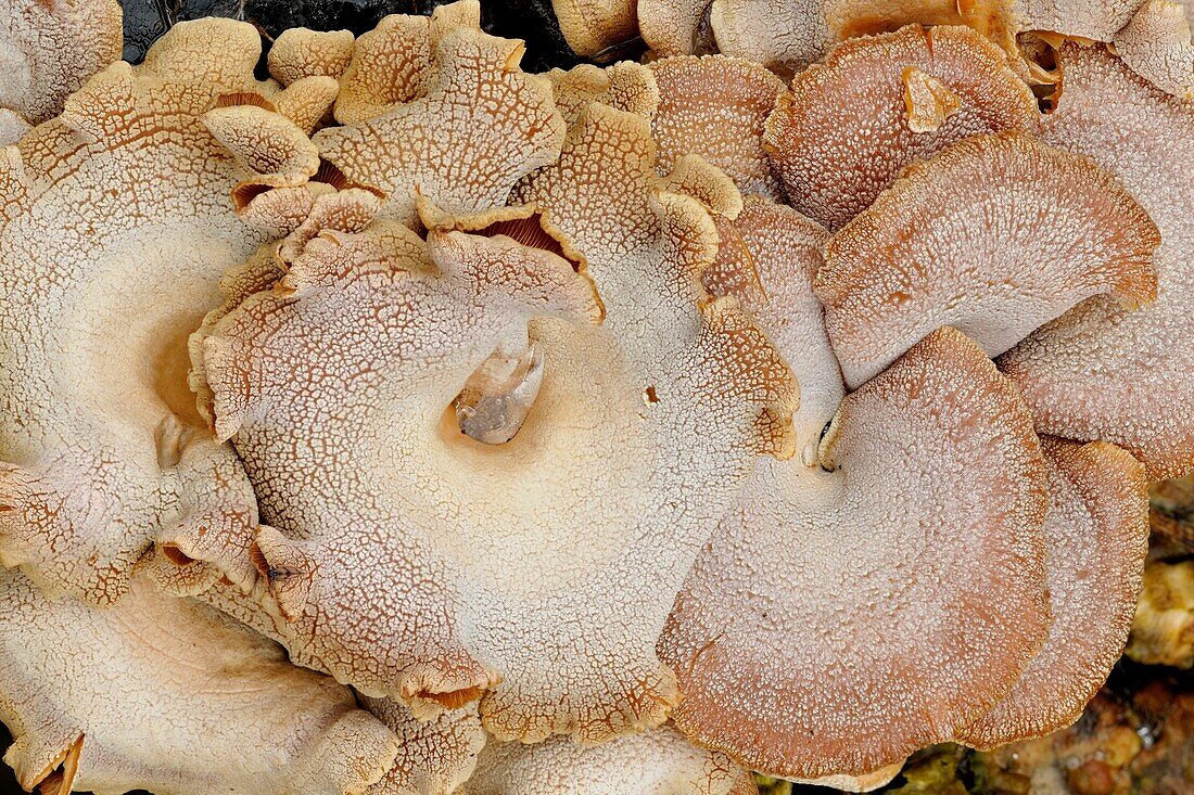 Mushroom cluster on aspen tree trunk